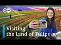 Download Lagu Nederland in de lente: Keukenhof en Tulpenschuur – is de tulpenhype de reis waard?
