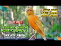 Download Lagu Kenari GACOR NGEREK‼️ Masteran Kenari PAUD dan Pancingan Kenari MACET BUNYI dan Betina NGIWIR - 96