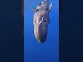 When a baby sperm whale decides that you re now best friends and wants to play - li
