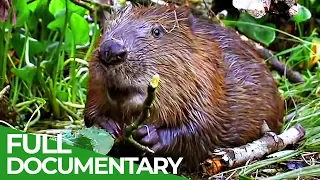 Animals The first ever Civil Engineers Free Documentary Nature