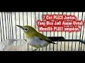 Download Lagu Ciri Ciri PLECI Jantan | cara membedakan pleci jantan dan betina