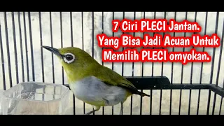 Download Ciri Ciri PLECI Jantan | cara membedakan pleci jantan dan betina MP3