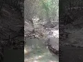 Download Lagu Spot mancing tirai bambu #videoshort  #fishing