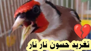 تغريد حسون 