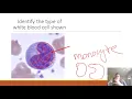AP II Practice Lab Exam 1 Blood Heart