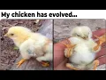 Chicken Memes