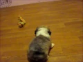 Adopted Teddy Bear Shichon Puppies FuzzyWuzzy Pups California