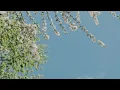 千と千尋の神隠し OST - あの夏へ (ピアノアレンジ)