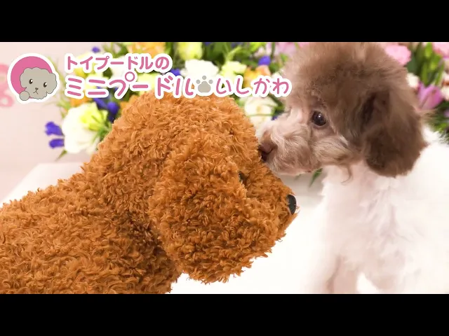 動画