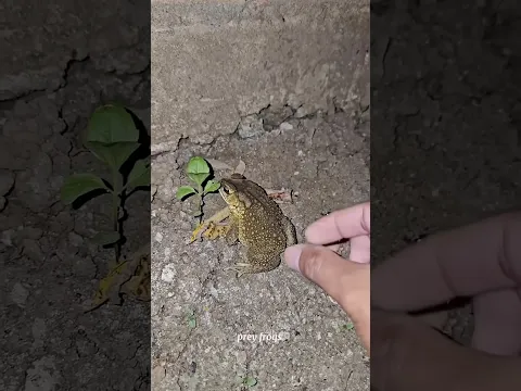 Funny frogs Catching |Wep wep catching frogsfunny boing catch frogs make you laugh #shortsfeed