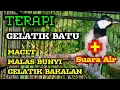 Download Lagu Terapi Gelatik batu malas bunyi atau MACET dengan suara gemericik AIR