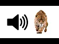 Download Lagu Jaguar - Geluidseffect | ProSounds