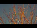 gelo - melim (slowed + reverb)