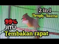 Download Lagu MASTERAN CUCAK JENGGOT SUMATRA GACOR JEDA RAPET