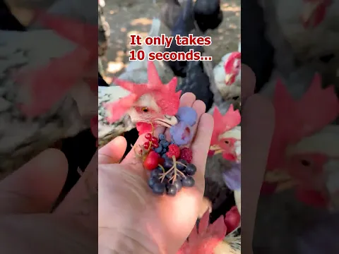 Eine Hand voll Sommer für die Hühner! Von Aprikose und Heidelbeere bis Himbeere, Hühner lieben Obst