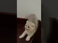 Download Lagu komedy Cat video ( komik sakar kediler ) #cat #komedy #komedi #kedi #kedivideoları