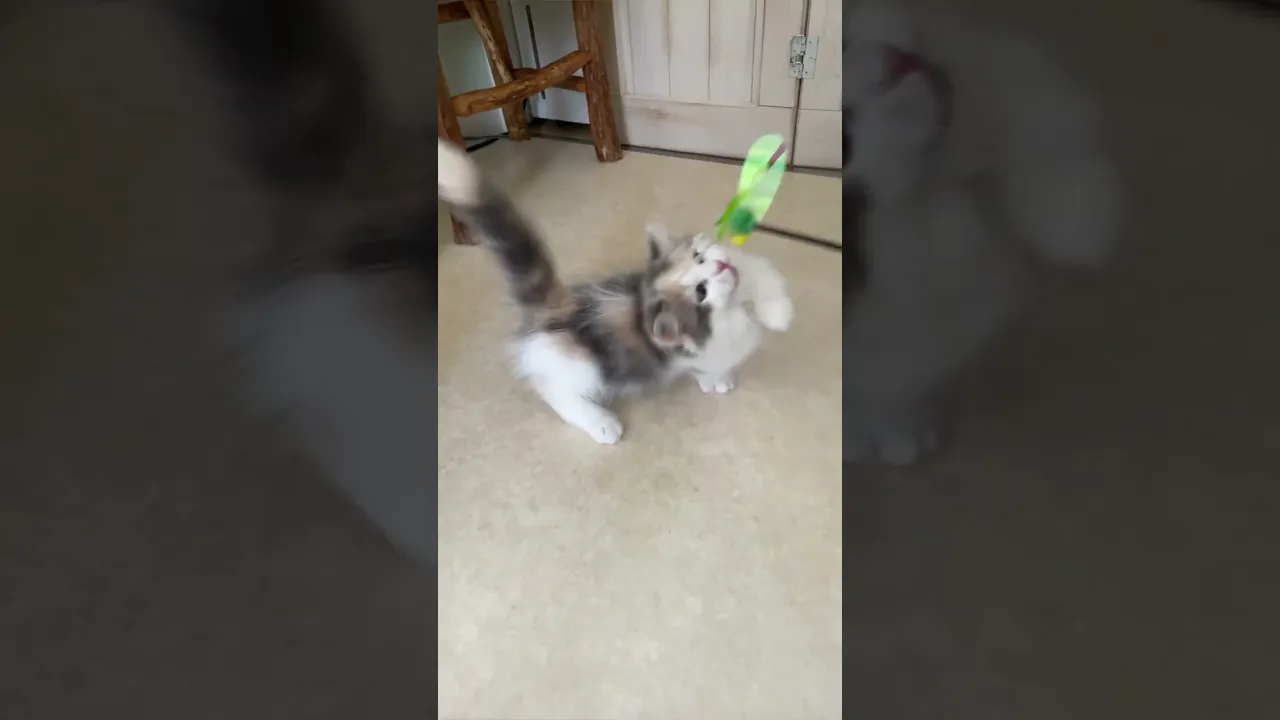 動画