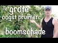 Download Lagu Te grote oogst pruimen: boomschade
