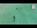 Download Lagu Tiger shark charges unsuspecting swimmer in chilling drone video | New York Post