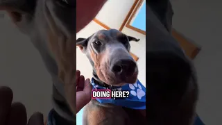 #Fyp #dream #YouTube #doberman #pets