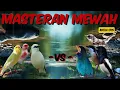 Lagu Masteran mewah terbaru 2025 suara jernih mudah di tiru,guru pokal untuk semua burung#kicaumania