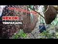Lagu Rekor terpanjang‼️kantong madu full segel bikin kwalahan sa'at panen#bee #honney 
