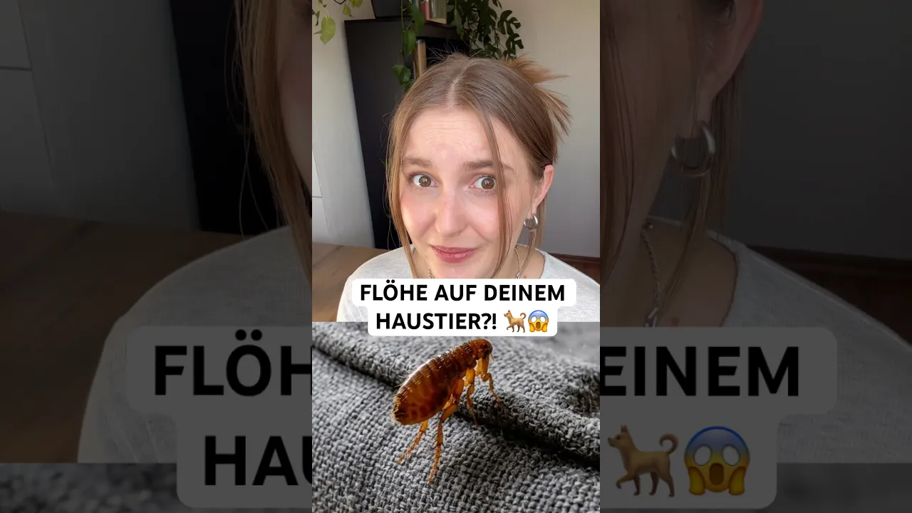 Flöhe bei Haustieren richtig bekämpfen: Deshalb musst du die Umgebung bei einem Flohbefall behandeln