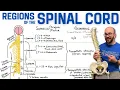 Spinal Cord Regions What Each Region Controls