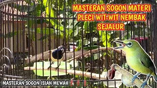 masteran sogon materi pleci wit wit nembak sejalur masteran sogon isian mewah