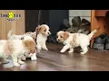 Lively Cavapoo Puppies