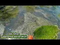 Download Lagu kukira bantu panen tapi ternyata aku yang main serobot di antara pasukan yang manen udang😁😁🙏🙏🙏