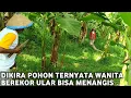 Terbukti Nyata..!! Akhirnya Tertangkap Warga Ular Siluman penunggu kebun pisang bukan mitos.