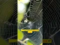 Spider Drug Experiments How Drugs Affect Web Building