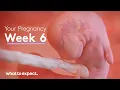 Lagu 6 Weeks Pregnant - What to Expect