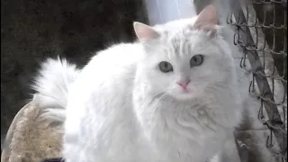 Fantastic Felines Turkish Angora