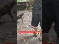 Download Lagu PAGINYA SEREM 😱‼️🔥 #fypyoutube #anjingpemburu #shortvideo #anjing #viralvideo #animals #pets #puppy