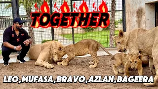 Azlan, Bageera, Bravo, ko Leo aur mufasa kay cage ma kar dia😱Azlan nay Leo ko nose pr bite😳