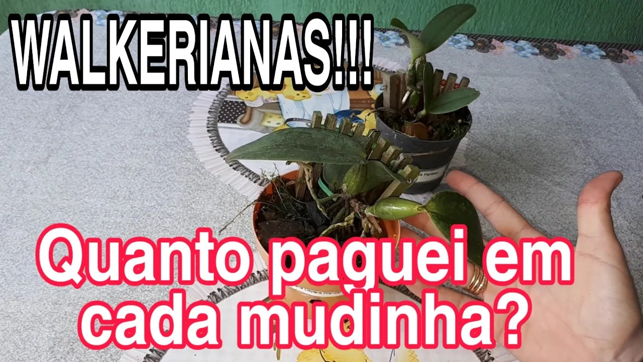 CATTLEYA WALKERIANA!!! DO VASO PARA O TOQUINHO.UMA ORQUÍDEA CARAMAIS É O DESEJO DE MUITOS