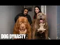 Kong The 150lb Pitbull Puppy Set To Outgrow Hulk DOG DYNASTY