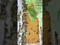 Download Lagu Bees getting pollen morning.