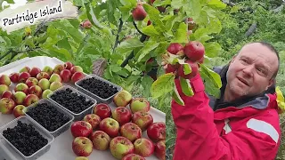 E127 – Picking Wild Apples & Blackberries, An Abandoned Farm on Partridge Island