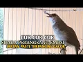 Download Lagu Trucuk BETINA memanggil Jantan Suara Birahi Ngecuplik 100% pancingan trucukan gacor agar BUNYI EMOSI