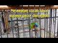Perawatan cucak kinoi supaya gacor untuk masteran