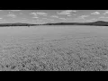 Michael Kim-Sheng - In a Field of Silence