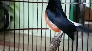 masteran murai batu durasi panjang