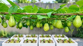 Who Knew Growing Chayote at Home Could Be This Easy?