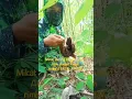 Download Lagu MIKAT PUYUH RIMBA ATAU DISEBUT TERUN -TERUN  #mikatpuyuh #shortvideo #shorts