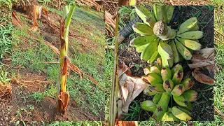 day 4 paano magtanim ng saging anna flores