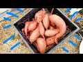 BEAUTIFUL Sweet Potatoes grown in Compost Pile