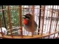 Lagu ☆Burung Kicau Siberian Ruby Throat
